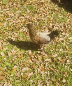 Hen Saver Poultry health equipment Single Strap Hen Apron Chicken Saddle, Khaki, Large US 31 91Z3RyxkLTL