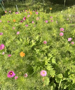 Seed Needs, Large 2.1 Ounce Package of 7,000+ Crazy Mix Cosmos Seed Mixture for Planting (Cosmos Bipinnatus Butterfly Attracting Cosmos Mixture) 10+ Varieties Open Pollinated - Bulk Large Pack (7,000 Seeds) 39 91ZIuhEMmbL