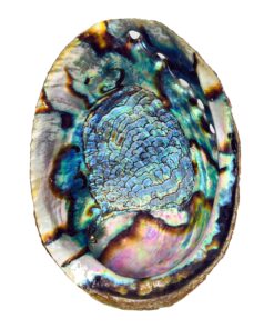 Hand Selected Abalone Shell, 6 Inches or Larger. Perfect for Holding Incense, Trinkets, and More 28 91ZJpdaxDCL