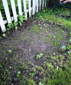 Scotts Turf Builder Grass Seed Quick Fix Mix Fast Growing Turf for a Temporary Lawn, 3 lbs. 3 lb. 48 91ZPiHm2bgL