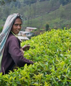 Basilur | Green Tea Variety Pack | Single Origin Pure Ceylon Green Tea | Garden Fresh & Antioxidant Rich | 25 Ct String & Tag Teabags | Pack of 6 14 91Zu8lBHi8L