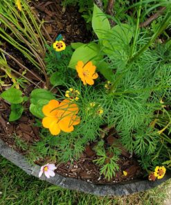 Monarch Butterfly Rescue Wildflower Seed Packet Bulk Open-Pollinated Wildflower, No Fillers, Annuals, Perennials and Milkweed Seeds for Monarch Butterfly1oz 64 91ZwBIlOiL