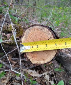 Greenworks 40V 16" Brushless Cordless Chainsaw (Great For Tree Felling, Limbing, Pruning, and Firewood / 75+ Compatible Tools), 4.0Ah Battery and Charger Included 16" (4.0Ah) Gen 1 67 91a2tgI9spL