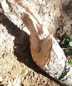 Sportsman Pocket Chainsaw 36 Inch Long Chain With Fire Starter Best Compact Folding Hand Saw Tool for Survival Gear, Camping, Hunting, Tree Cutting or Emergency Kit. Replaces Your Pruning & Pole Saw 54 91a3dOzVdsL 1