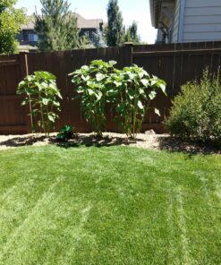 Scotts Turf Builder Starter Fertilizer for New Grass, Use When Planting Seed, 5,000 sq. ft., 15 lbs. Standard 5,000 sq. ft. 54 91aExSHNLZL