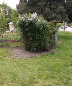 Greenworks 2.7 Amp 18" Corded Electric Hedge Trimmer 18" Corded Hedge Trimmer 24 91aQ8J4qEL