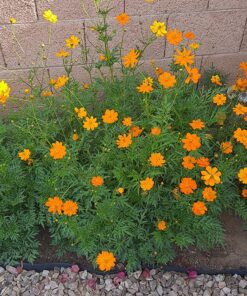2,000 Seeds of Sulphur Cosmos, Bright Lights Mix by Seeds2Go 22 91aRAZLelxL
