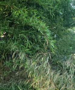 BLACK LEGION Jungle Hunter Machete with Nylon Sheath and Lanyard Cord - Stainless Steel Blade, Sawback Blade Spine, Non-Reflective Black Coating, ABS Handle - Hacking and Chopping Tool - 25" Length 10 91aSGxnxBL