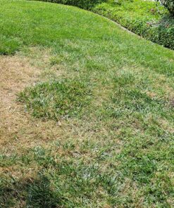 D.B. Smith Contractor 190216 2-Gallon Sprayer for Weed Killers, Herbicides, and Insecticides 2 Gallon 41 91aTubPBBUL