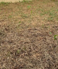 Scotts Turf Builder Grass Seed Fall Overseeding Mix, Thickens & Strengthen to Help Prevent Future Weeds, 15 lbs. 15 lb. 43 91aaAFNEniL