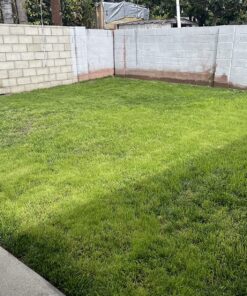 Scotts Turf Builder Grass Seed Quick Fix Mix Fast Growing Turf for a Temporary Lawn, 3 lbs. 3 lb. 71 91agF 6JyBL