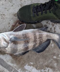 KastKing Centron & Centron Lite Spinning Reels, Size 500 is Perfect for Ice Fishing, Up to 17.5Lbs Max Drag, 5.2:1 Gear Ratio, Ultra Smooth Powerful, CNC Aluminum Spool, 9+1 BB Light Weight Centron Lite - Collapsible Handle Size 5000 49 91ai0PDyiLL 1