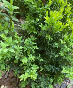 Green Lacewing Eggs - 10,000 Live Eggs Packed in Rice Hulls 20 91apuvJPR1L