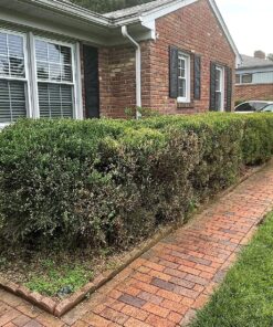 Lawnlift Ultra Concentrated (Green) Grass Paint 16oz. = 1.375 Gallons of Product. 44 91b0AObagSL