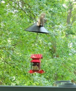 Predator Guard Squirrel Baffle - Protects Hanging Bird Feeders and Poles - Raccoon and Squirrel Proof Your Bird Feeders and Bird Houses - Anti-Rust Galvanized Steel - 17 inch 35 91b7joR90LL