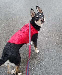 Kurgo Loft Dog Jacket, Reversible Dog Coat, Wear with Harness or Sweater, Water Resistant, Reflective, Winter Coat For Medium Dogs (Chili Red, M) Chili Red/Charcoal 53 91bBhH7MmrL