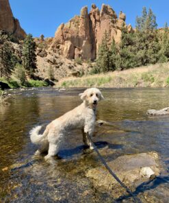 Pet MD - Dog Ear Cleaner Wipes - Otic Cleanser for Dogs to Stop Ear Itching, and Infections with Aloe and Eucalyptus - 100 Count 29 91bHcn1WafL