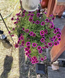 Scotts Super Bloom Water Soluble Plant Food, 2 lb - NPK 12-55-6 - Fertilizer for Outdoor Flowers, Fruiting Plants, Containers and Bed Areas - Feeds Plants Instantly 62 91bSfEopLL