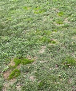 Scotts Turf Builder Grass Seed Quick Fix Mix Fast Growing Turf for a Temporary Lawn, 3 lbs. 3 lb. 57 91bURpXUPHL