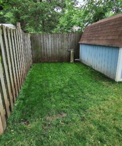 Jonathan Green (10622) Black Beauty Dense Shade Grass Seed - Cool Season Lawn Seed (1 lb) 1 lb 23 91bcMaBN4jL