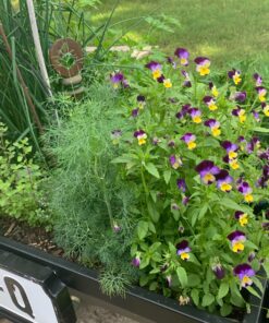 Outsidepride Viola Johnny Jump Up Wild Flowers & Ground Cover Plants - 5000 Seeds 56 91bmS04yJML