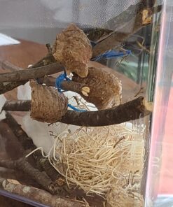 Praying Mantis (5) Egg Cases with Habitat Cup- 5 Egg Cases & 1,500 Live Ladybugs 46 91bw6htFFPL 2