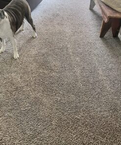 Nature's Miracle Carpet Shampoo, Deep-Cleaning Stain and Odor Remover 64 Ounce Original 64 Fl Oz (Pack of 1) 38 91bwVurDRrL