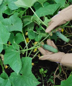 MAGID Extra-Long Thornproof Pruning and Gardening Gloves for Men, 1 Pair, Size 9/L with Forearm Protection 9 91bxEfdygtL