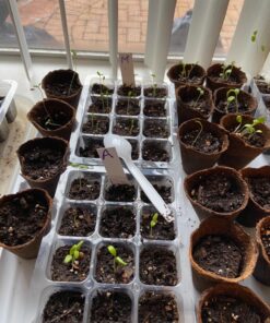 Seed Needs, Milkweed Seed Packet Collection to Attract Monarch Butterflies (6 Individual Seed Varieties to Plant) Heirloom & Untreated Seeds 6 Pack 44 91cLvJJXCIL