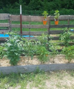 EZ-Straw Just Straw Clean Processed Straw – Multi Purpose - Small Bale (1 Cubic Foot) 1-(Pack) 18 91cPjXXho9L