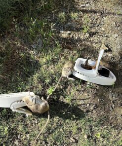 Tomcat Press 'N Set Mouse Trap, Plastic, Spring-Loaded Mouse Killer with Grab-Tab, 2 Traps Mouse Traps (2 Traps) 41 91cTuEa VL