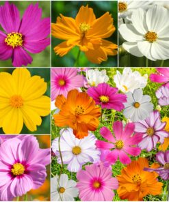 Seed Needs, Large 2.1 Ounce Package of 7,000+ Crazy Mix Cosmos Seed Mixture for Planting (Cosmos Bipinnatus Butterfly Attracting Cosmos Mixture) 10+ Varieties Open Pollinated - Bulk Large Pack (7,000 Seeds) 29 91cdzWmWxnL