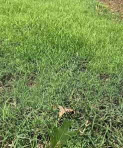 Scotts Turf Builder Starter Fertilizer for New Grass, Use When Planting Seed, 5,000 sq. ft., 15 lbs. Standard 5,000 sq. ft. 34 91cnDOwMU1L