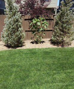 Scotts Turf Builder Starter Fertilizer for New Grass, Use When Planting Seed, 5,000 sq. ft., 15 lbs. Standard 5,000 sq. ft. 55 91d4oHZT8 L