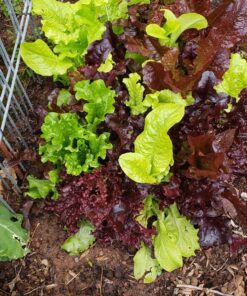 Organic Lettuce Seeds, APPR. 1,100, Lettuce Blend, Heirloom Vegetable Seeds, Certified Organic, Non GMO, Non Hybrid, USA 29 91dB nT0ML