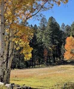 Braiding Sweetgrass: Indigenous Wisdom, Scientific Knowledge and the Teachings of Plants 25 91dFN6NqwL