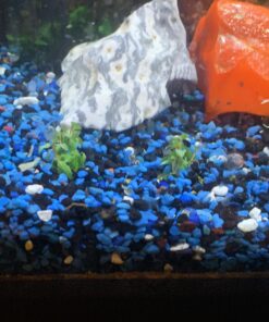 Staurogyne Repens Tissue Cultured - Foreground Aquarium Plant 62 91dZUsTed4L