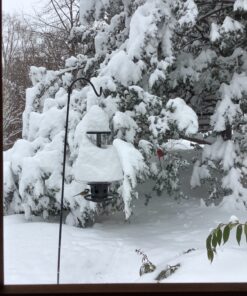 Weather Guard for Squirrel Buster Plus Bird Feeder (FEEDER NOT INCLUDED) 13" Diameter 33 91ddzxXCleL