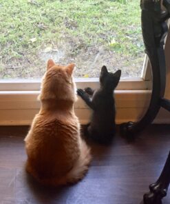 FELIWAY MultiCat Calming Pheromone, 30 Day Refill - 1 Pack 30 91di6YMamKL