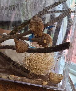 Praying Mantis (5) Egg Cases with Habitat Cup- 5 Egg Cases & 1,500 Live Ladybugs 47 91dmfNYRmHL 2