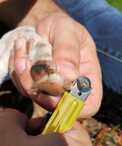 Resco Deluxe Dog Nail Clippers, Original Pet Nail Trimmer, Made in USA, Large, Yellow 16 91dpPbYwWZL