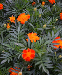 French Marigold Sparky Mix Seeds, Over 5,000 Seeds by Seeds2Go 34 91e7 u54NbL