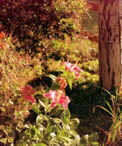 Kodak Ektar 100 Professional ISO 100, 35mm, 36 Exposures, Color Negative Film 31 91eCkCuKL