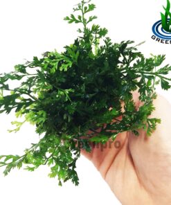 Alternative view of Bolbitis Difformis Baby Leaf Fern Potted Live Aquarium Plants for Freshwater Fish Tank by Greenpro