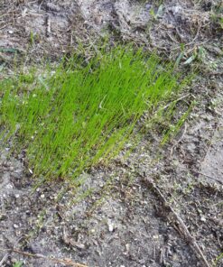 Scotts Turf Builder Grass Seed Quick Fix Mix Fast Growing Turf for a Temporary Lawn, 3 lbs. 3 lb. 69 91eS2t3 NdL