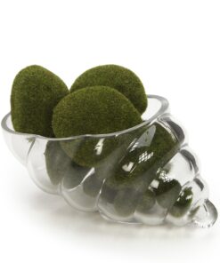 Hosley Glass Shell Vase 8 Inches Long Ideal Gift for Weddings Spa Aromatherapy Flower Arrangements Bowl for Orbs DIY Craft Projects LED Votive Candle Gardens O9 22 91eVq5H1EyL