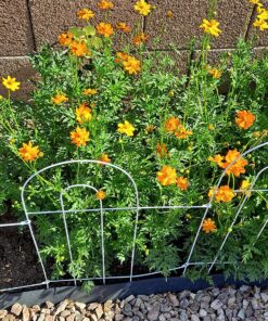 2,000 Seeds of Sulphur Cosmos, Bright Lights Mix by Seeds2Go 23 91eZmxZG2ML