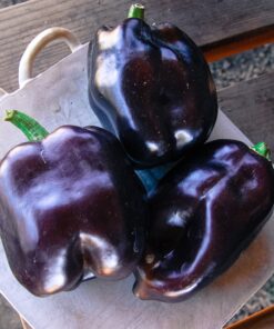 Sweet Bell Pepper Black Horse Seeds Heirloom Vegetable for Planting Giant Non GMO 30 Seeds 19 91ejXMyHkjL