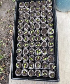 Seed Needs, Milkweed Seed Packet Collection to Attract Monarch Butterflies (6 Individual Seed Varieties to Plant) Heirloom & Untreated Seeds 6 Pack 39 91etz7tKARL