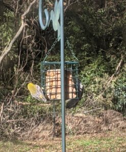 C&S Hot Pepper Delight No Melt Suet Dough 11.75 Ounces, 12 Pack Hot Pepper 12-Pack 44 91f2noHWCcL